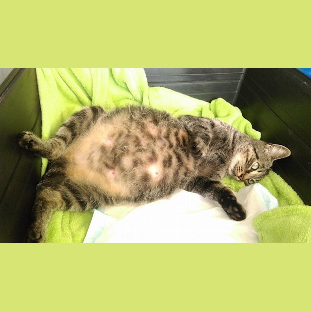 Photo of Taro