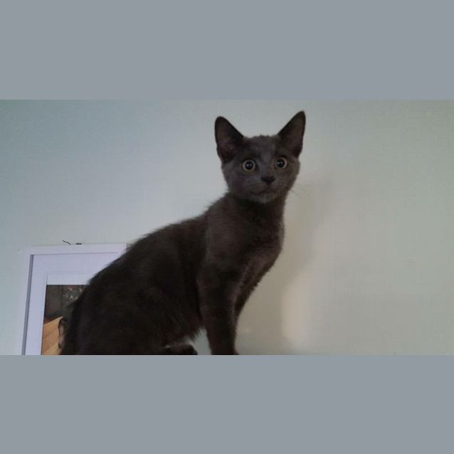 Photo of Suku Kitten