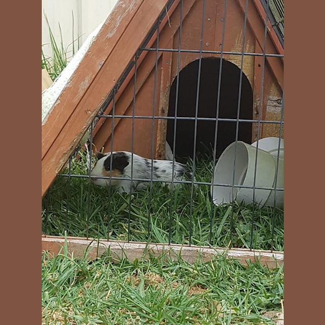Photo of Yeti And Sesame Baby Guineas