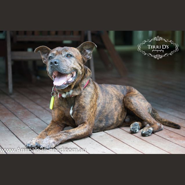 Photo of Brodie