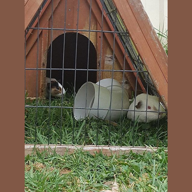 Photo of Yeti And Sesame Baby Guineas