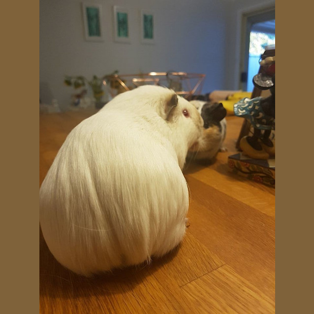 Photo of Yeti And Sesame Baby Guineas