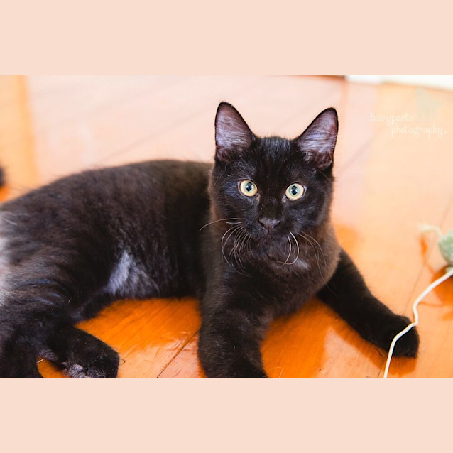 Photo of Ollie * $50 Only! *