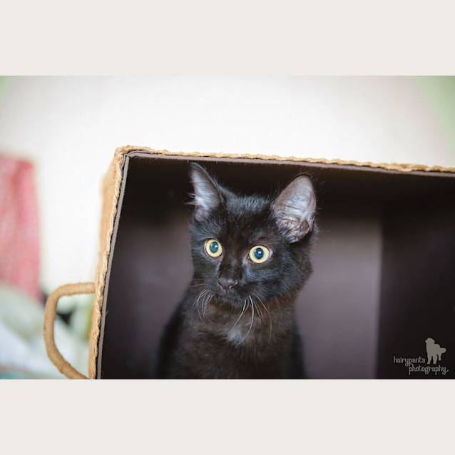 Photo of Ollie * $50 Only! *