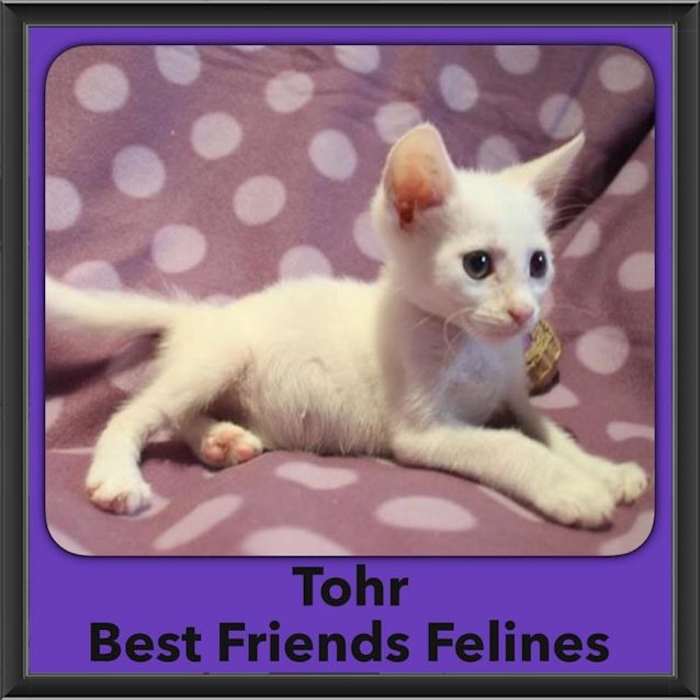 Photo of Tohr 