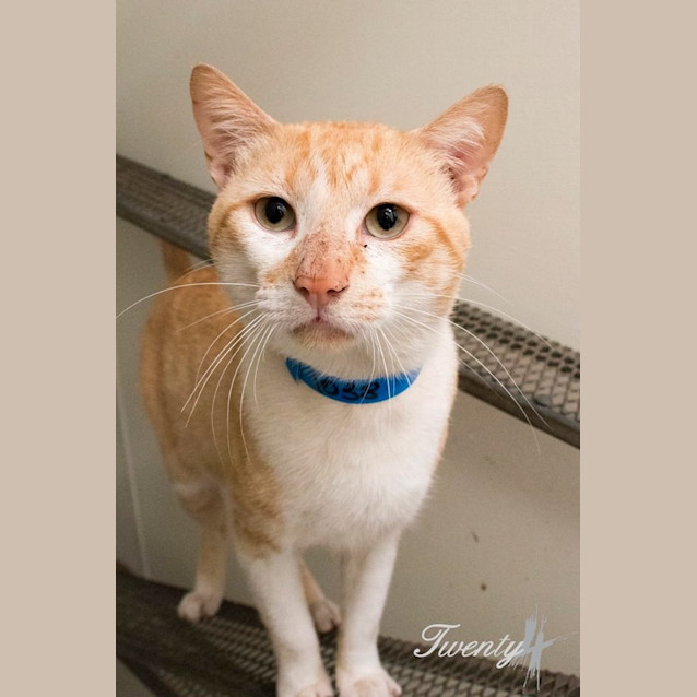 Photo of Macbeth (1038)