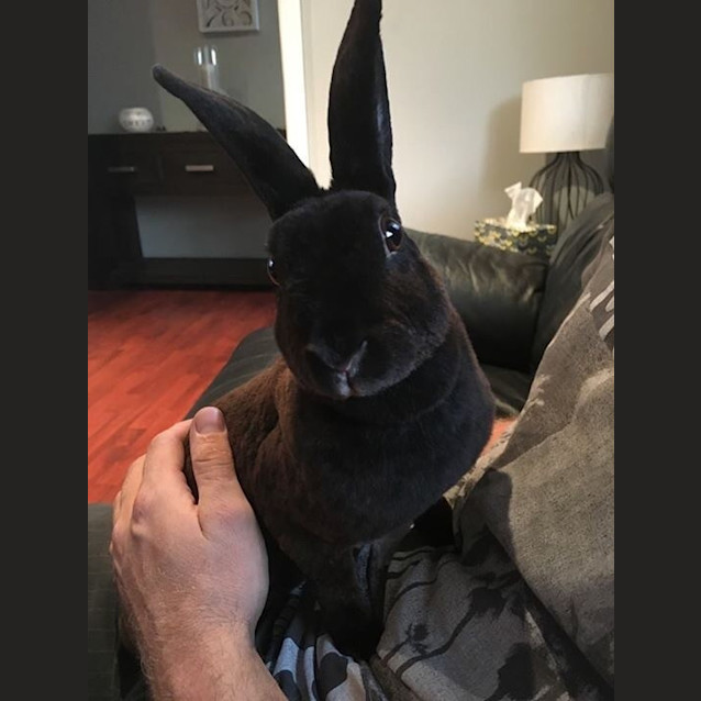 Photo of Velvet *The Softest Of Them All*