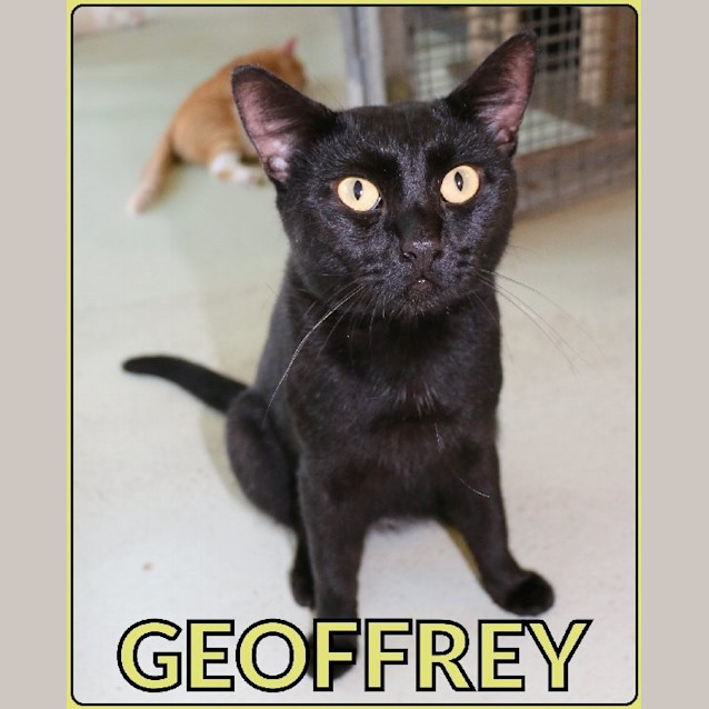 Photo of Geoffrey