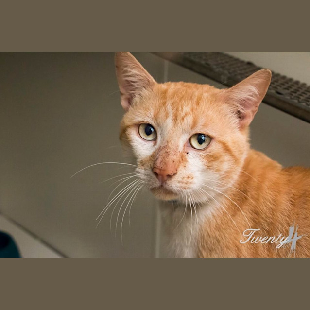 Photo of Macbeth (1038)