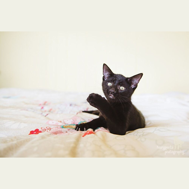 Photo of Max $50 Only!