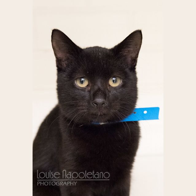 Photo of Pepper (1880)