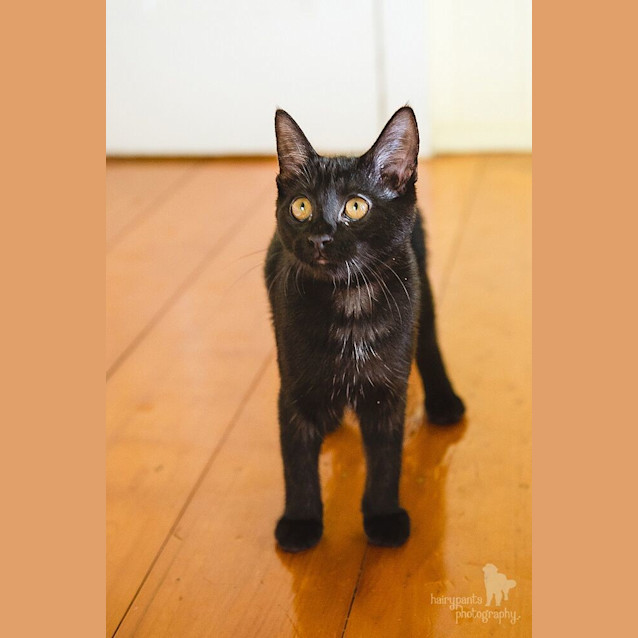 Photo of Ruby * $100 This Month Only! *