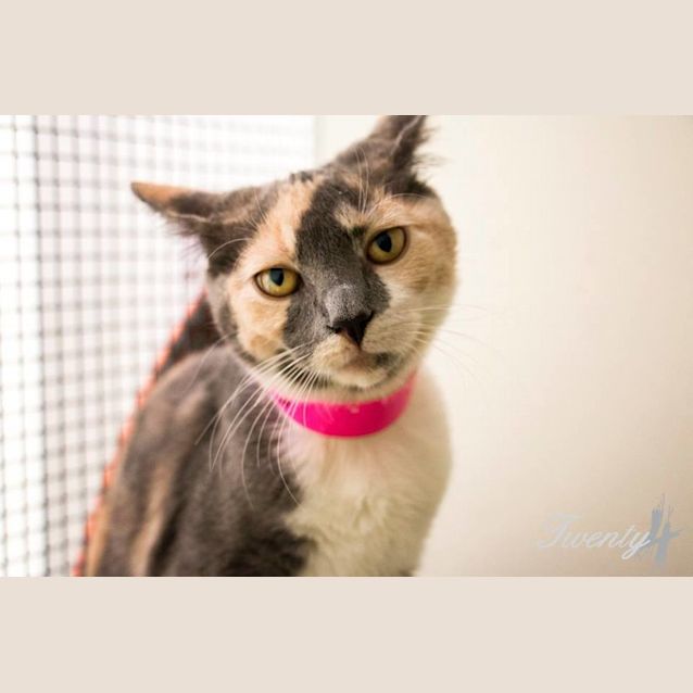 Photo of Bramber (1113)