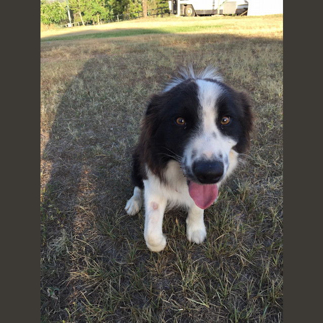 Photo of Sammy