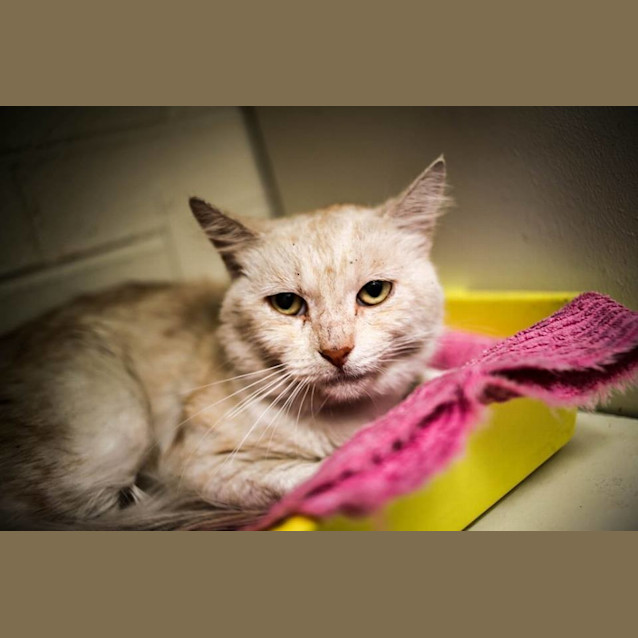 Photo of Wattle (0713)