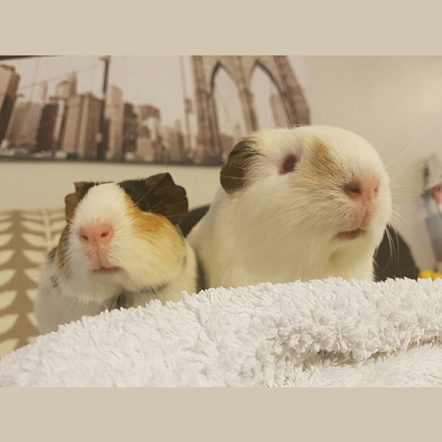 Photo of Yeti And Sesame Baby Guineas
