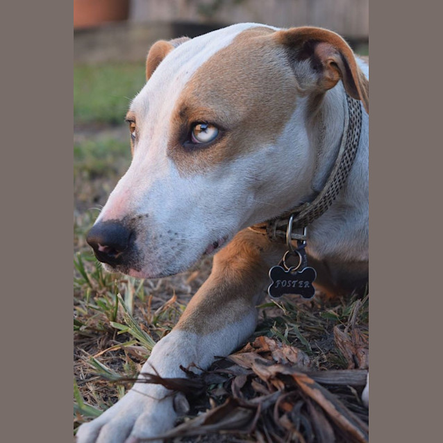 Photo of Rusty 