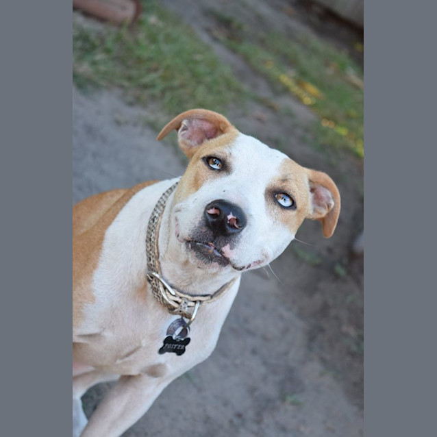 Photo of Rusty 