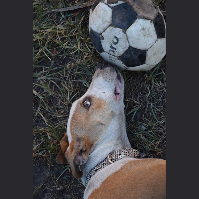 Photo of Rusty 