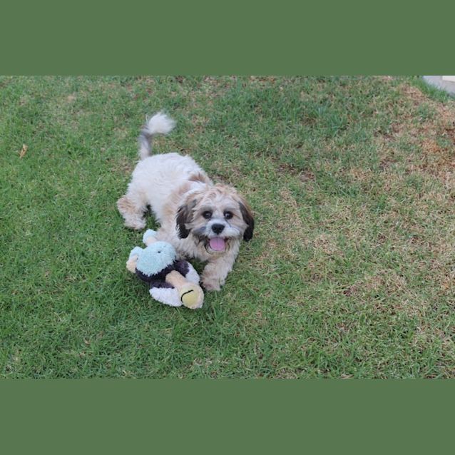 Photo of Otis