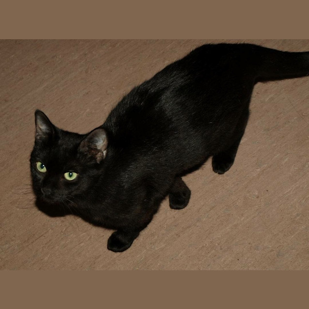 Photo of Delta Adoption Fee $120