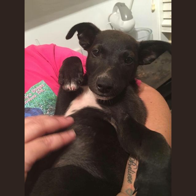 Photo of Bronson
