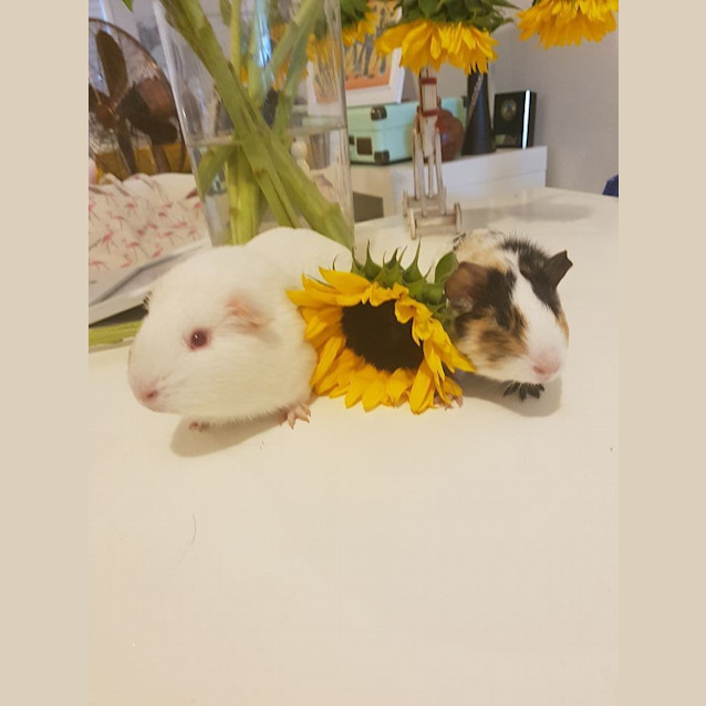 Photo of Yeti And Sesame Baby Guineas