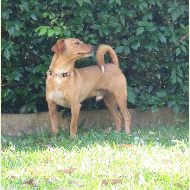 Photo of Jarrah
