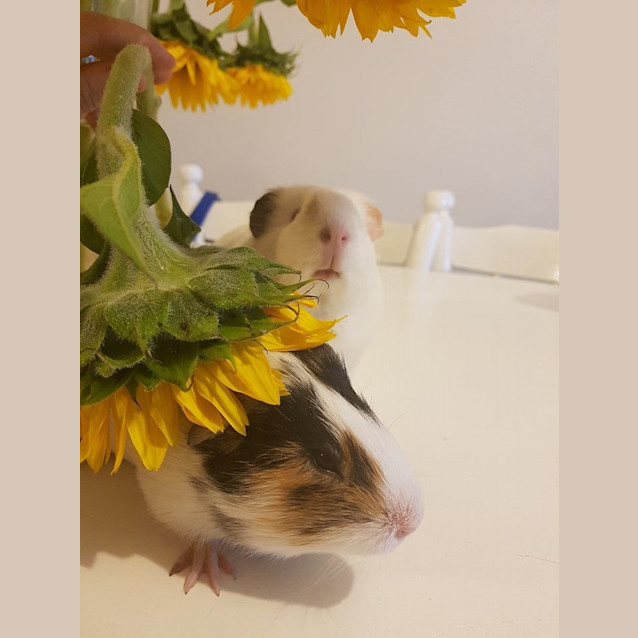 Photo of Yeti And Sesame Baby Guineas