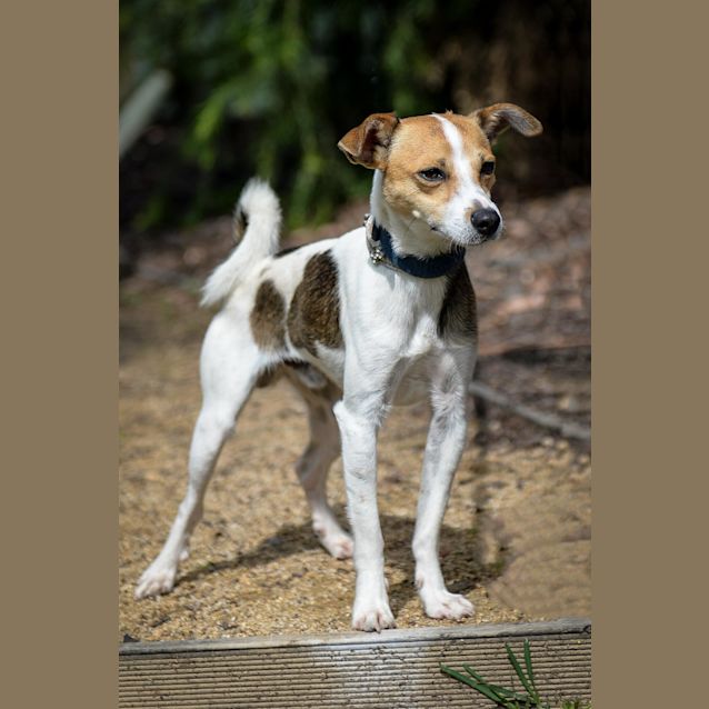 Photo of Chester 