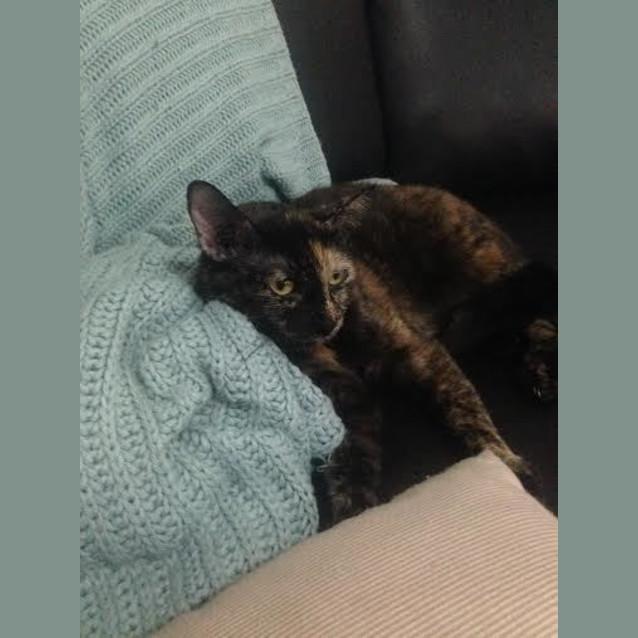 Photo of Shiloh