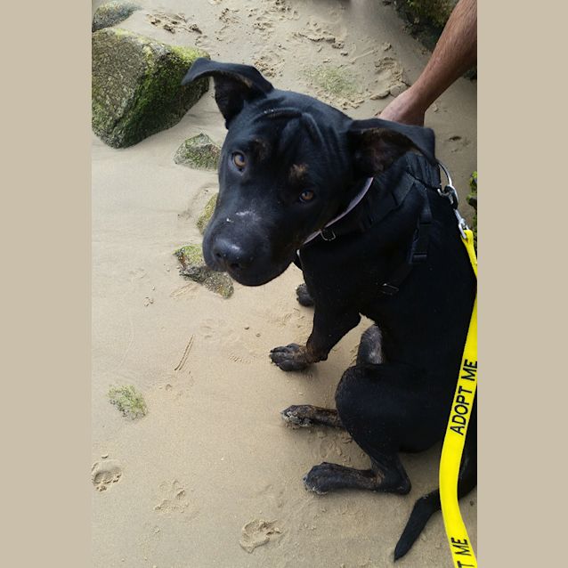 Photo of Poppy ~ Shar Pei X Staffy (On Trial 17/03/16)