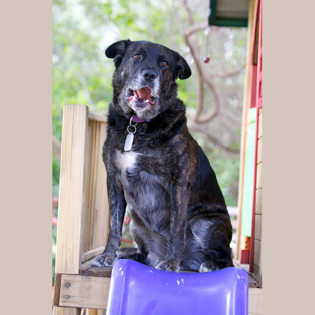 Photo of Kimba Dl472