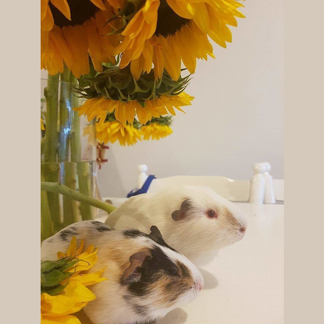 Photo of Yeti And Sesame Baby Guineas