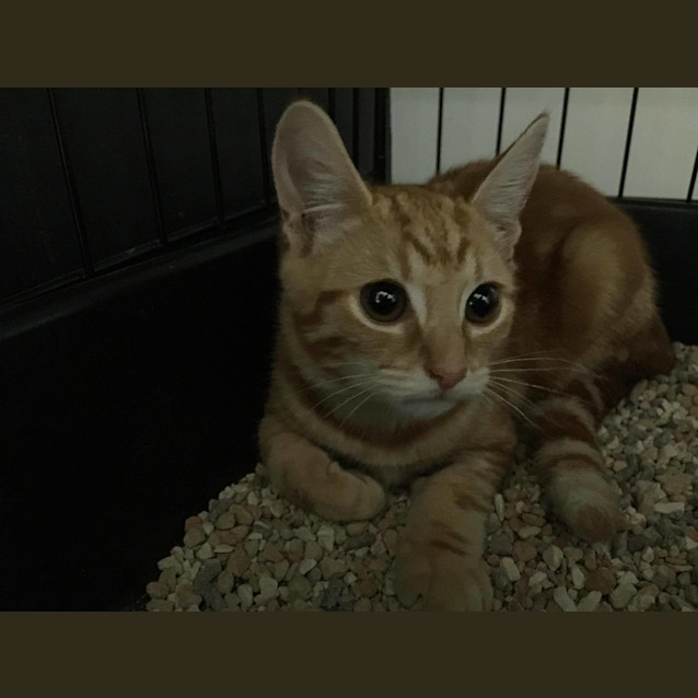 Photo of Garfield