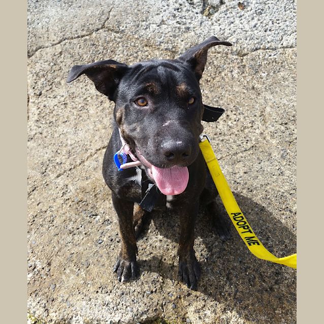 Photo of Poppy ~ Shar Pei X Staffy (On Trial 17/03/16)