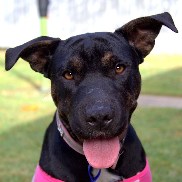 Photo of Poppy ~ Shar Pei X Staffy (On Trial 17/03/16)