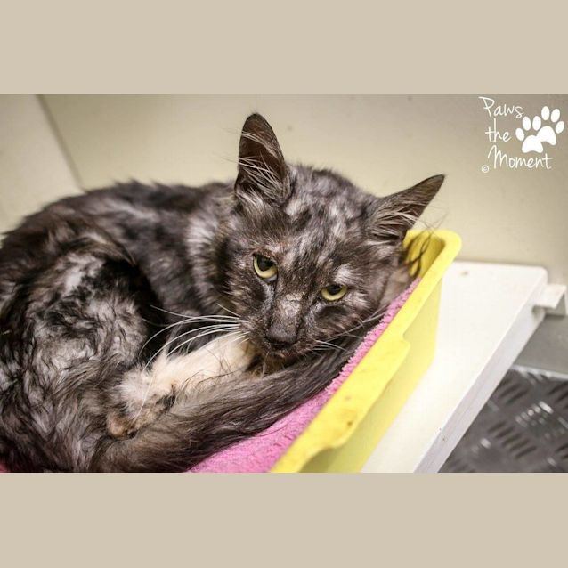 Photo of Teak (0726)