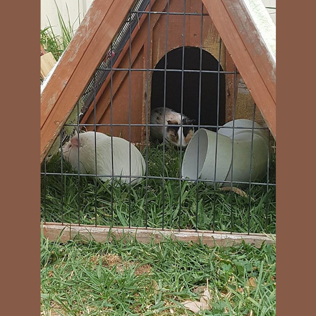 Photo of Yeti And Sesame Baby Guineas