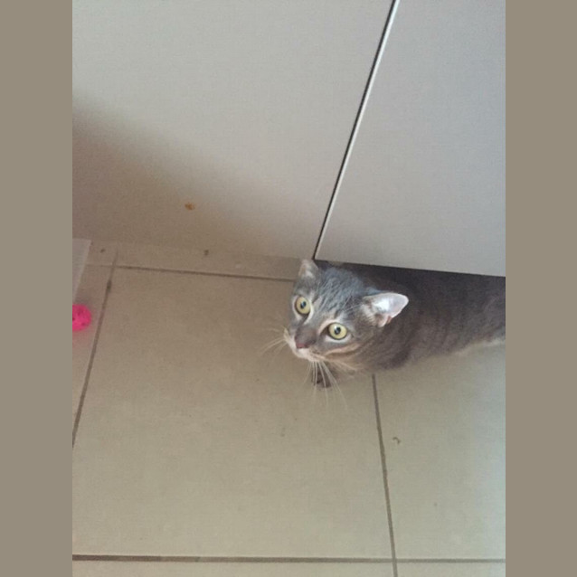 Photo of Lily