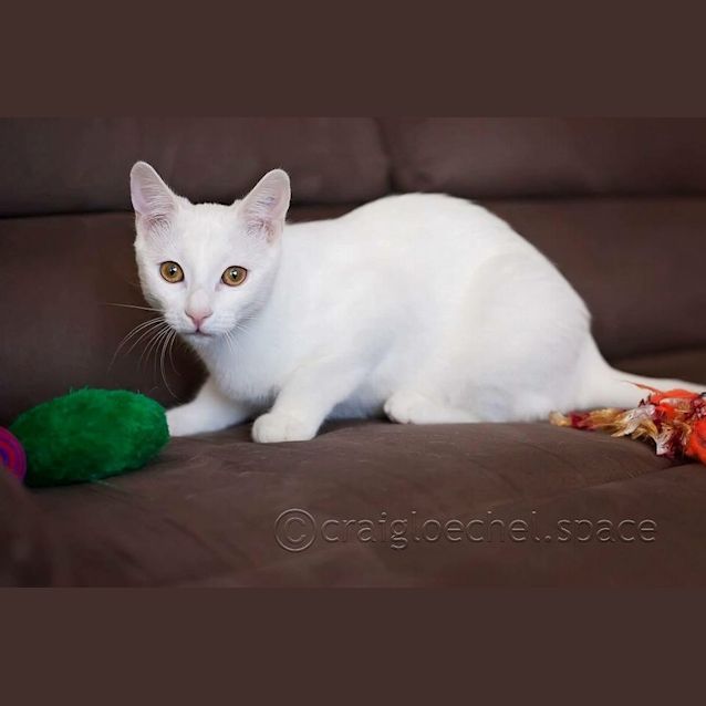 Photo of Curlea Kitten