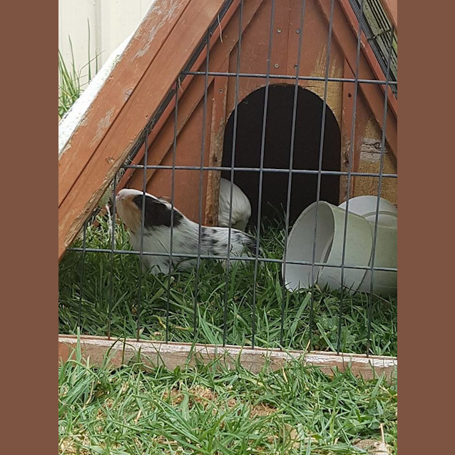 Photo of Yeti And Sesame Baby Guineas