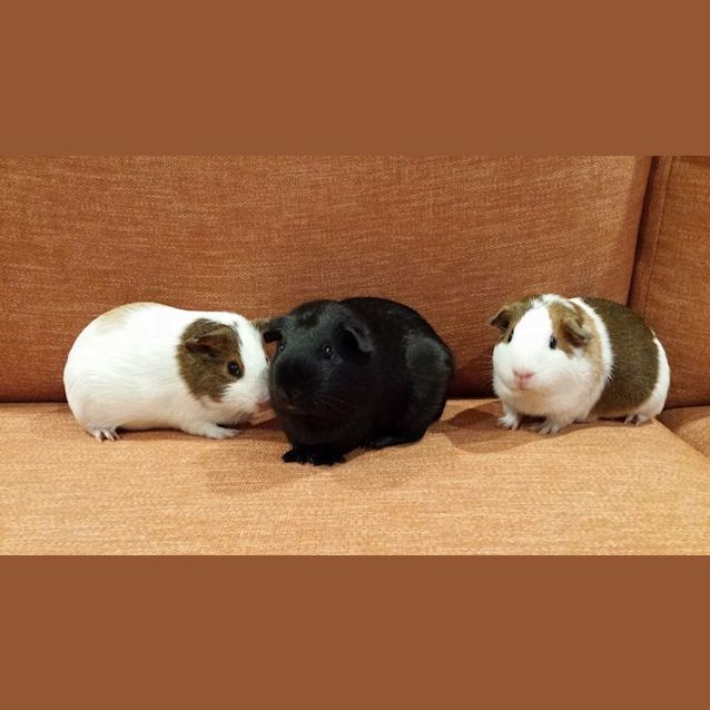 Photo of Puddin And Noelle 