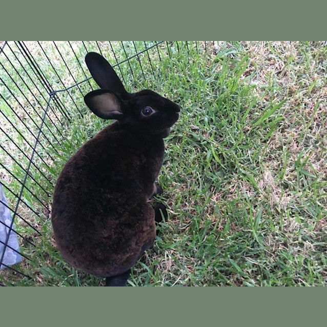 Photo of Velvet *The Softest Of Them All*