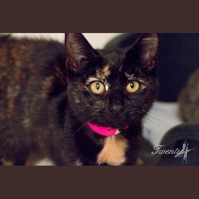 Photo of Marmion (0956)