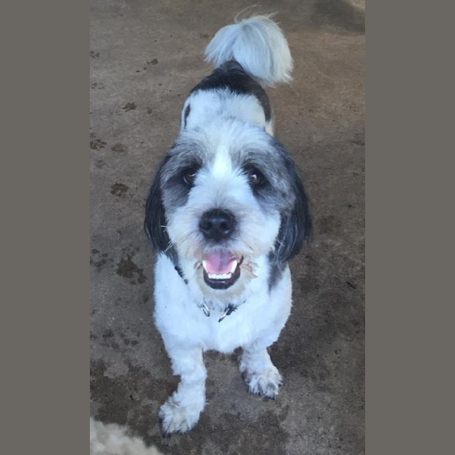 Photo of Chester