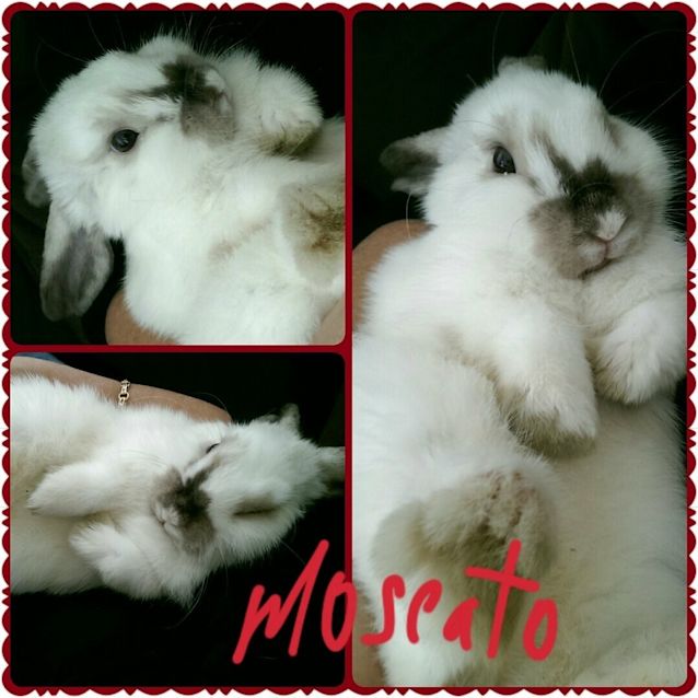 Photo of Moscato 
