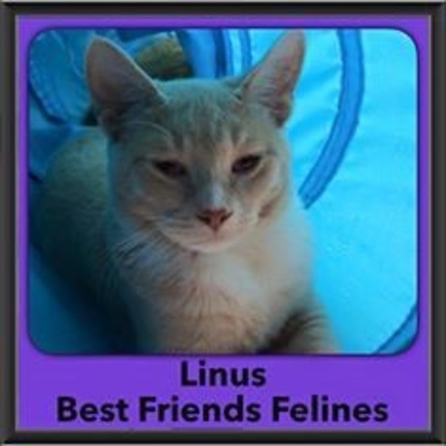 Photo of Linus 