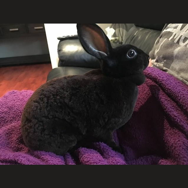 Photo of Velvet *The Softest Of Them All*