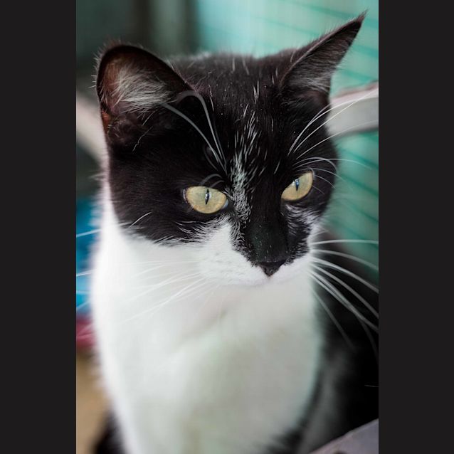 Photo of Misty